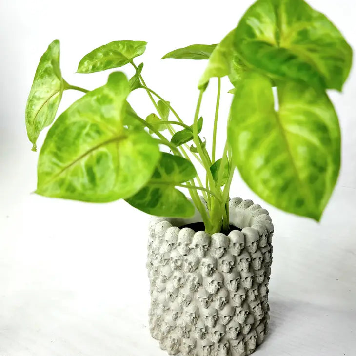skull air plant holder Many Skull Concrete Vase Air Plant Pot