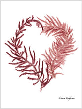 Seaweed Cards by Corinna Kaufman