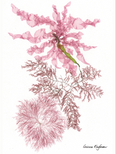Seaweed Cards by Corinna Kaufman