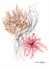Seaweed Cards by Corinna Kaufman