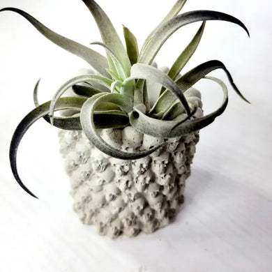 Many Skull Concrete Vase Air Plant Pot | Pen Holder Planter